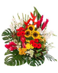 Curitiba con Orquidea