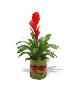 Bromelia