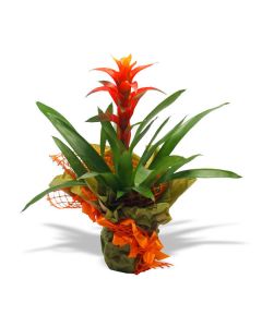 Guzmania