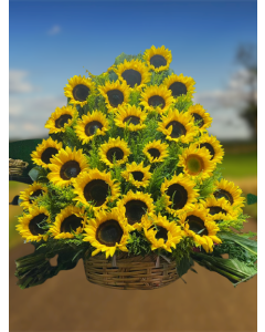 Piramide de Girasoles